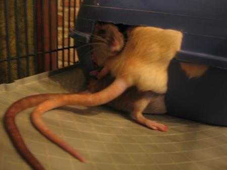 HOUUUUUUUUUULALA QUEL ENCOMBREMENT LOLLL   .