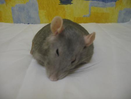 UN PETIT ANGE  WOODY  NOUS QUITTE BEAUCOUPS TROP T�T .