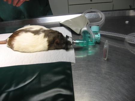 TERMINER POUR L 'OREILLE GAUCHE .