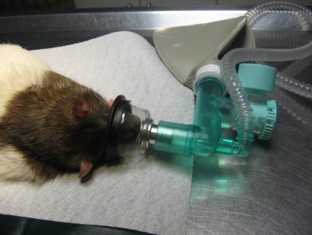 RICKY SUR LA TABLE D ' OPERATION .