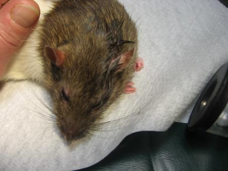 RICKY SE  REVEILLE  EN  DOUCEUR .