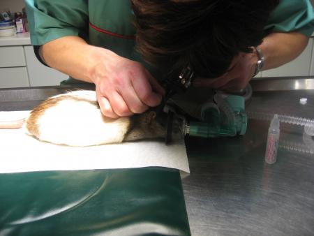 NETTOYAGE DE L OREILLE GAUCHE TERMINEE .