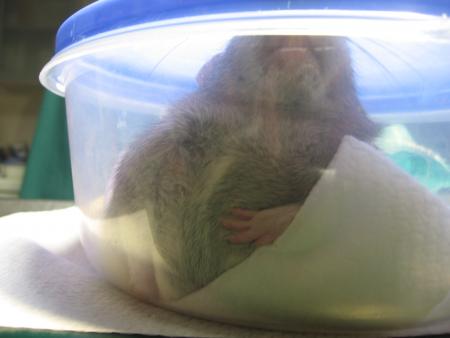 RICKY BIEN ENDORMIE .