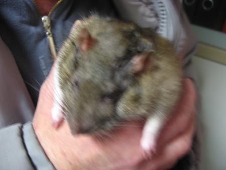 HOU LALA LES PAUPIERES SONT SI LOURRRRDE  .