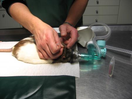 MASSAGE DE L 'OREILLE  .