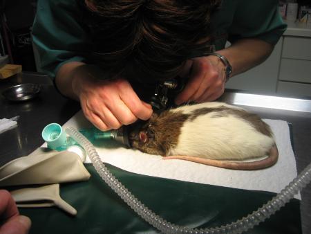 ET VOILA C ' EST REPARTI POUR L 'OREILLE DROITE DE RICKY .