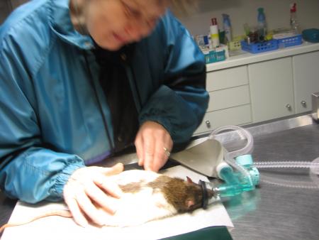 MAMY CARESSE RICKY QUI FAIT DODO .