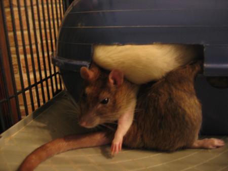 CHICO ESSAYE DE SE BOUGER  LOLLL   .