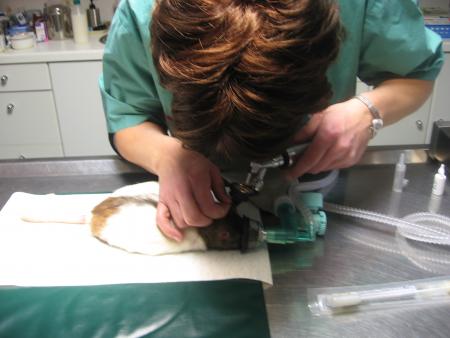 EXAMENS DES OREILLES .