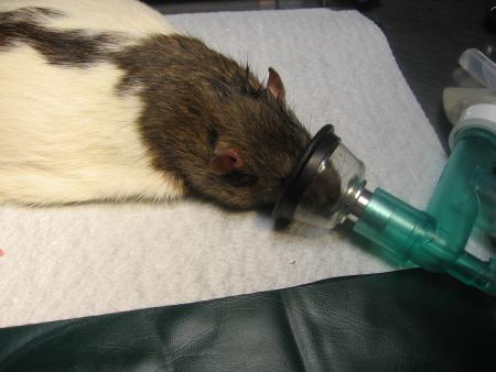 RICKY SE REVEILLE SOUS OXYGENE .